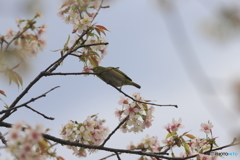 冬の桜とメジロ