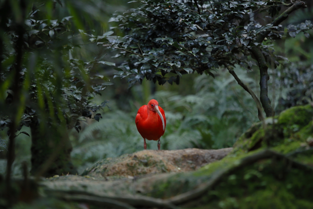 ｼｮｳｼﾞｮｳﾄｷ