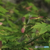 もみじの種