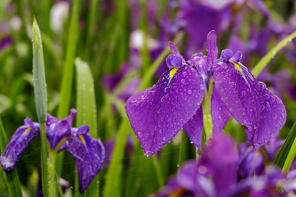 雨の恵み