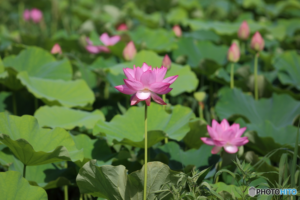 ハスの花