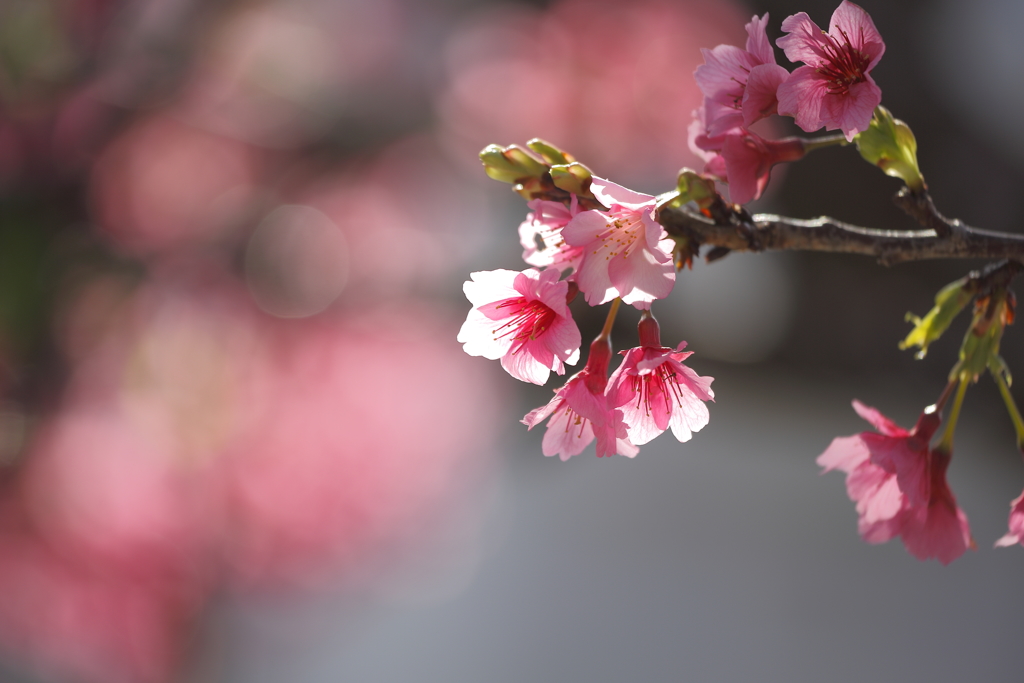 寒緋桜