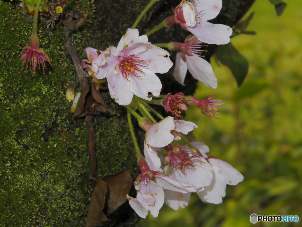 桜と菜の花
