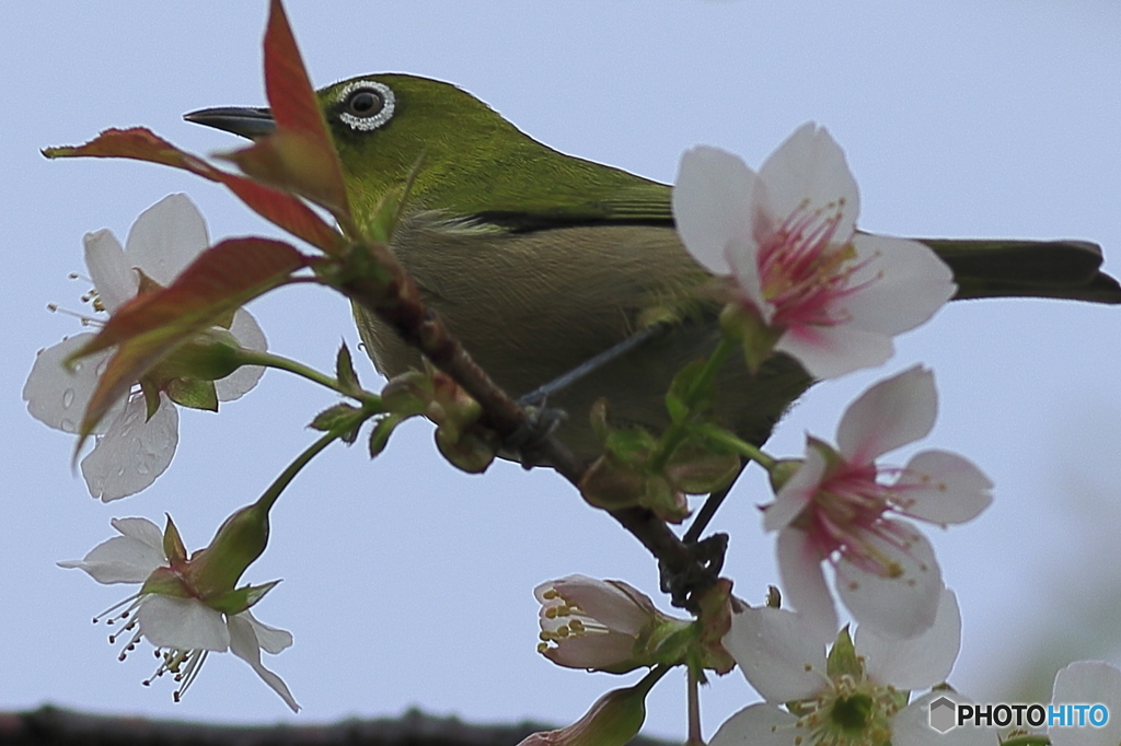 冬の桜とメジロ