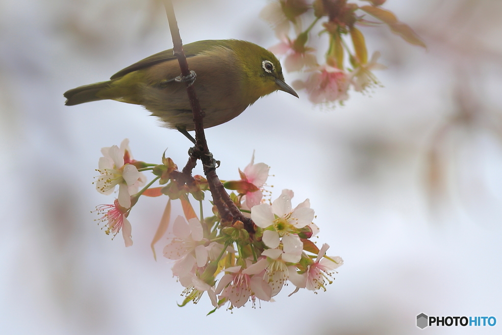 冬の桜とメジロ