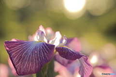 菖蒲の花