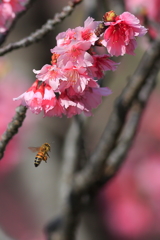 桜とミツバチ