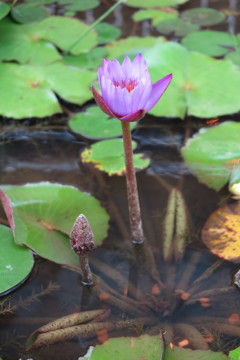 寒空に咲く花