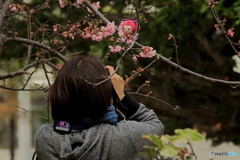 寒緋桜