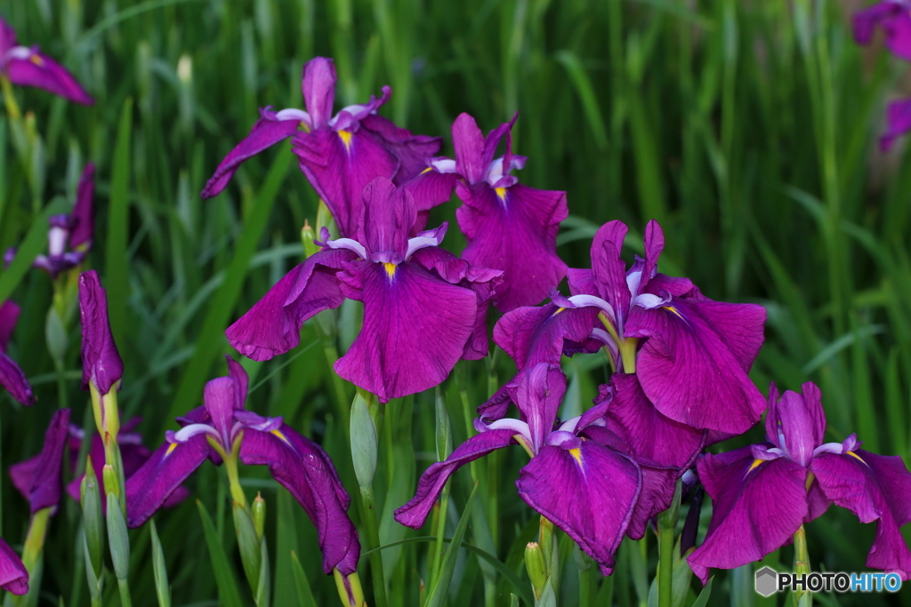 菖蒲の花