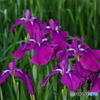 菖蒲の花