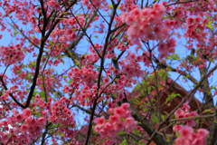 寒緋桜