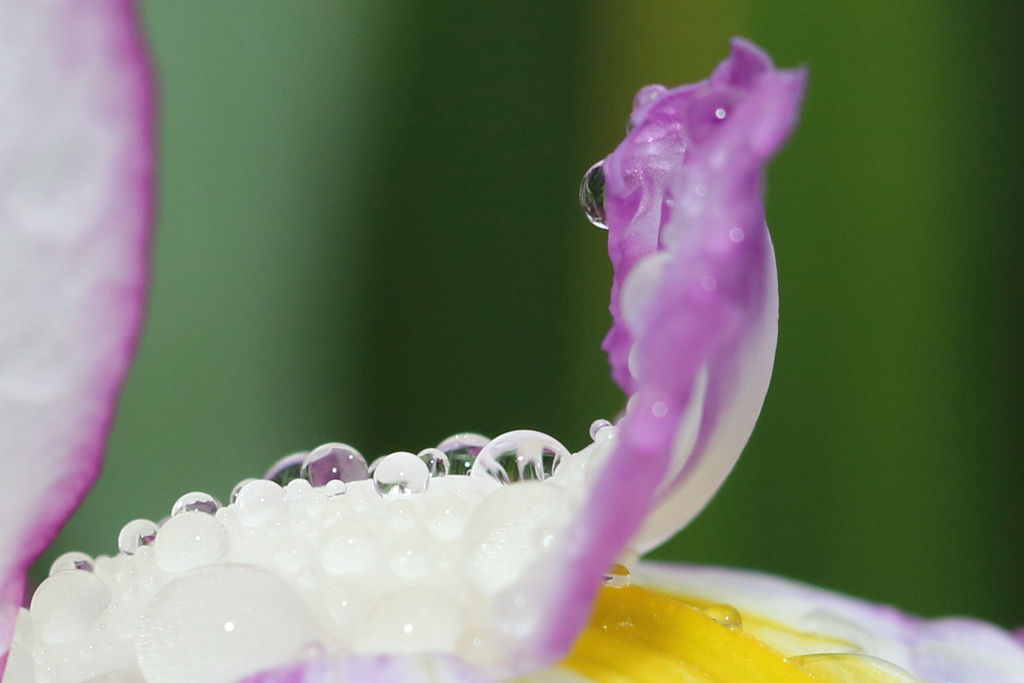 朝露と菖蒲