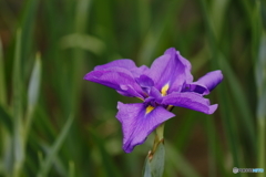 菖蒲の花