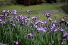 花菖蒲