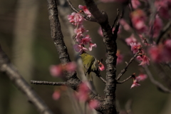 寒緋桜