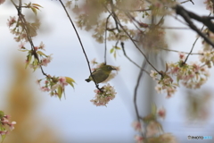 冬の桜とメジロ