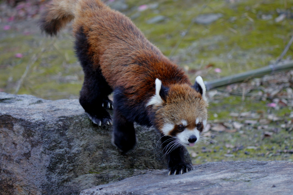 ﾊﾞｲｵﾊﾟｰｸの生き物たち
