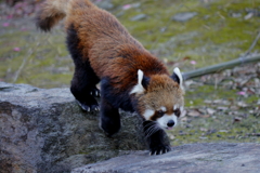 ﾊﾞｲｵﾊﾟｰｸの生き物たち