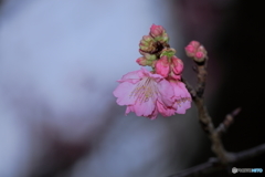 寒緋桜