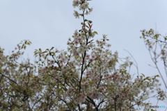 冬に咲く桜