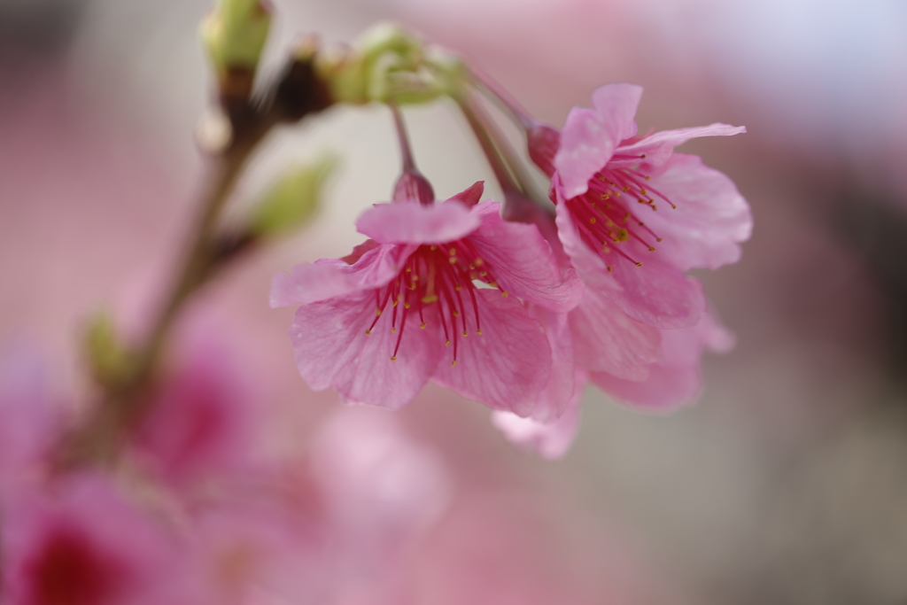 寒緋桜