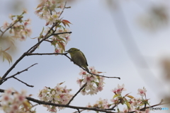 冬の桜とメジロ