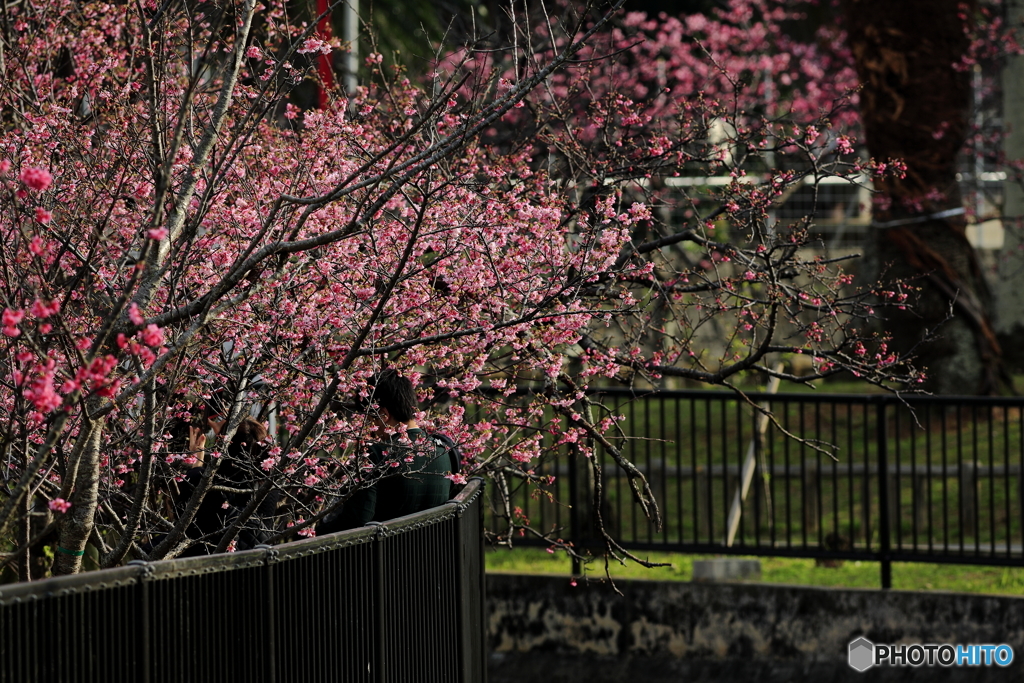 寒緋桜