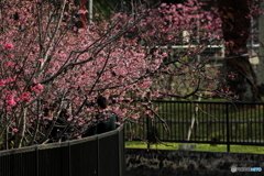 寒緋桜