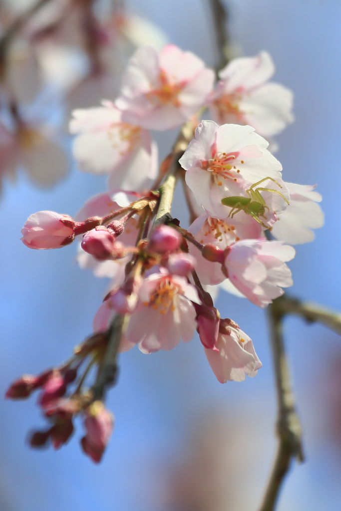 枝垂れ桜