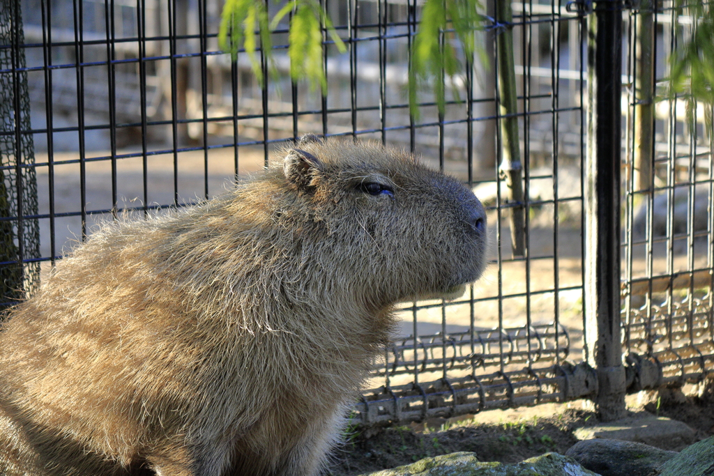 ﾊﾞｲｵﾊﾟｰｸの生き物たち