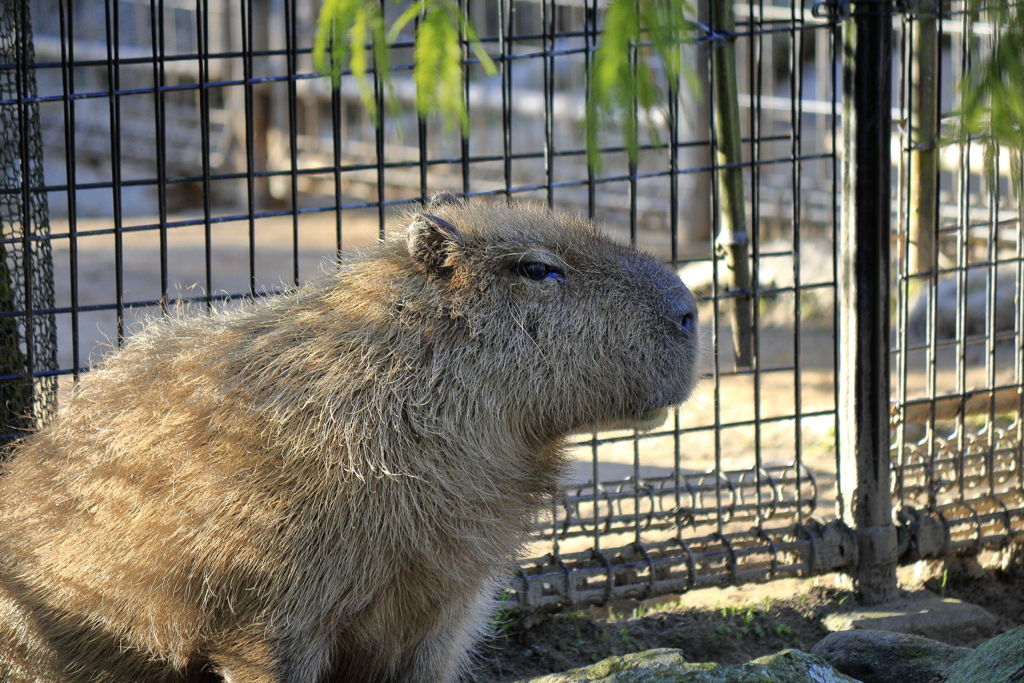 ﾊﾞｲｵﾊﾟｰｸの生き物たち