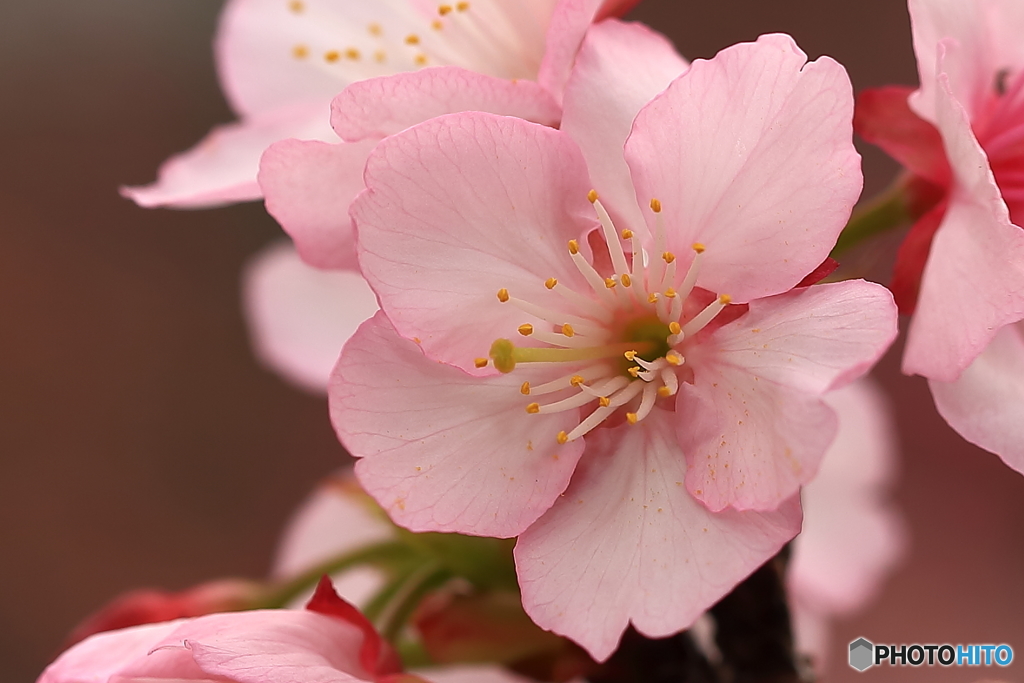 寒緋桜