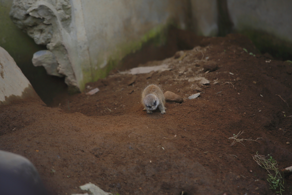 チビッ子ミーア