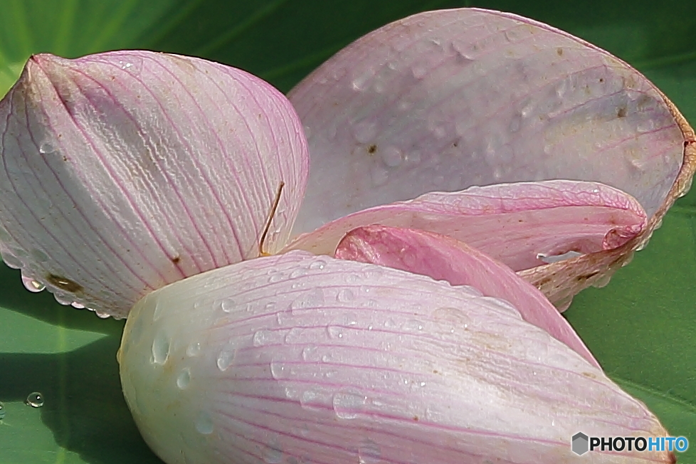 ハスの花