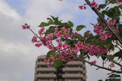 寒緋桜