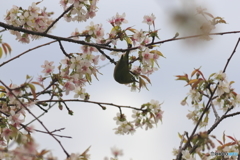 冬の桜とメジロ