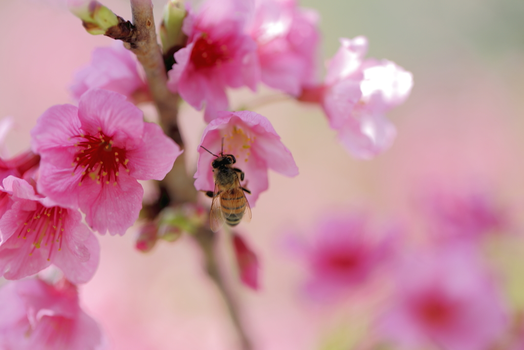 寒緋桜とミツバチ