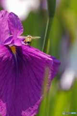 菖蒲とミツバチ