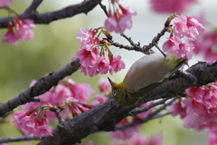 寒緋桜とメジロ