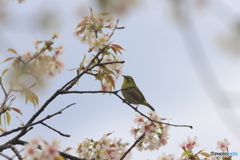 冬の桜とメジロ