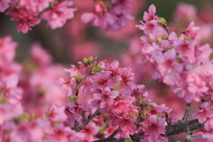 寒緋桜