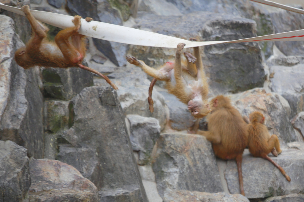 ちょっと楽しそう