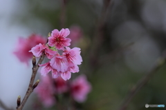 寒緋桜