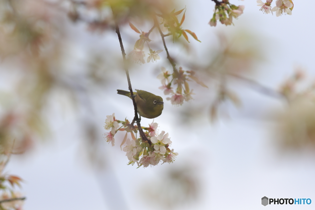 冬の桜とメジロ