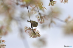 冬の桜とメジロ