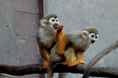 ﾊﾞｲｵﾊﾟｰｸの生き物たち