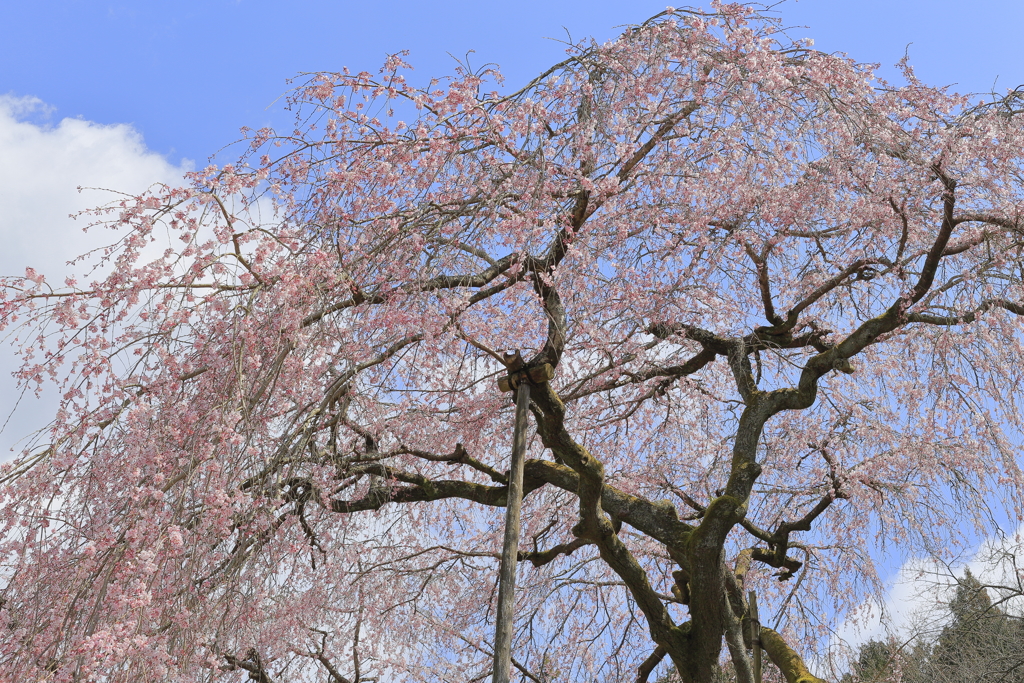 枝垂れ桜