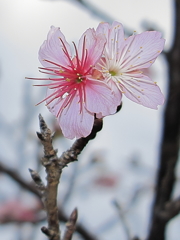 桜(トリミング)