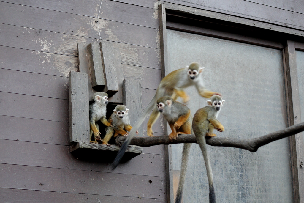 ﾊﾞｲｵﾊﾟｰｸの生き物たち